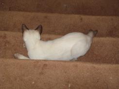 more kittens